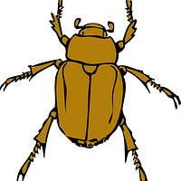 Beetle Activity preview