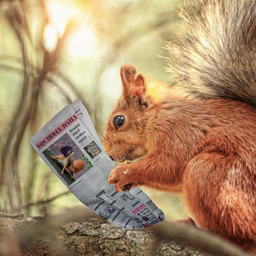 Squirrel Reading Newspaper Crazy Animals