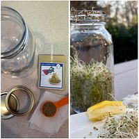 Growing Alfalfa Sprouts - Photo Story preview