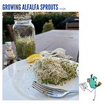 Ambiki - Alfalfa Sprouts Recipe (500 × 500 px)