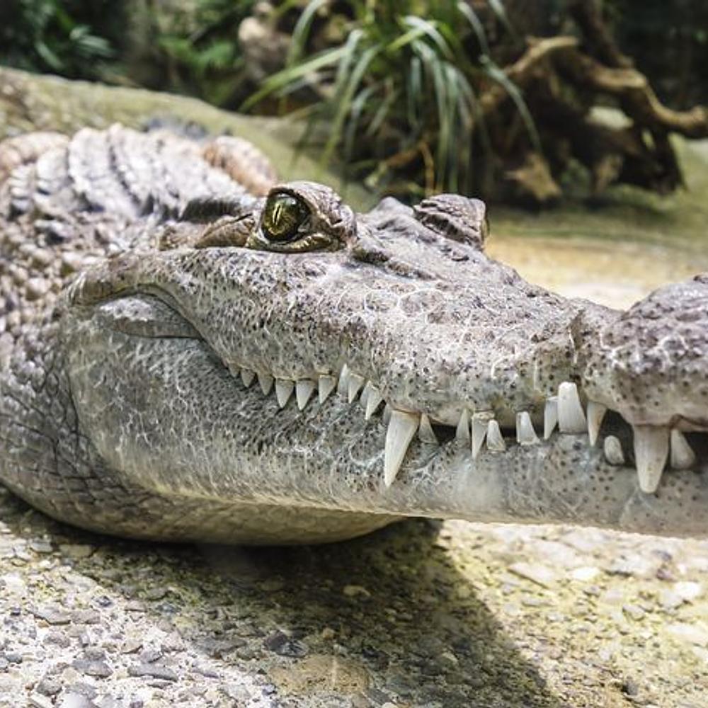Crocodile Crazy Animals