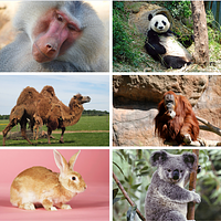 70+ Animal Pictures preview