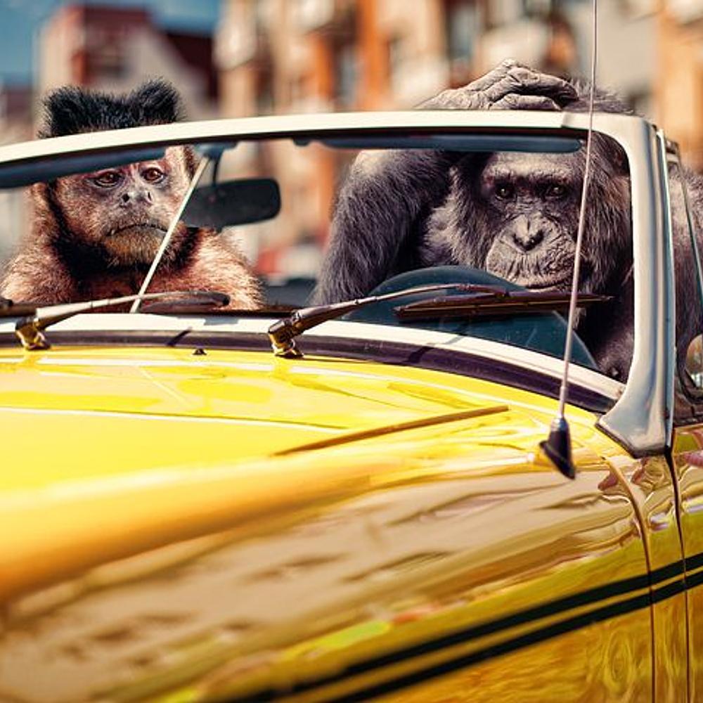 Monkeys Driving a Car Crazy Animals