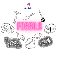 Fossils Worksheets preview