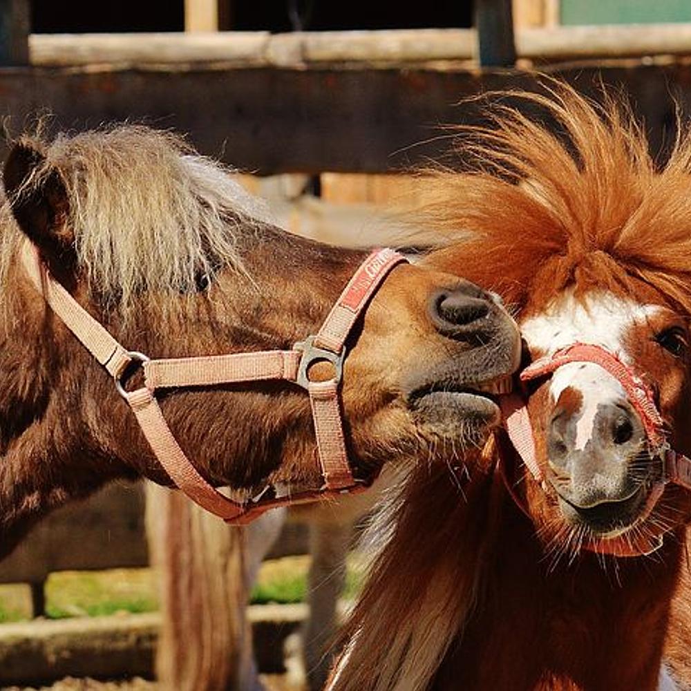 Funny Horses